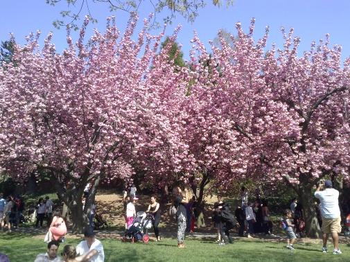 cherry blossoms galore